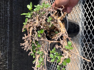 コミフォラストックシアナ　植物のみ Commiphora stocksiana(コミフォラ ストックシアナ) × N/OH
